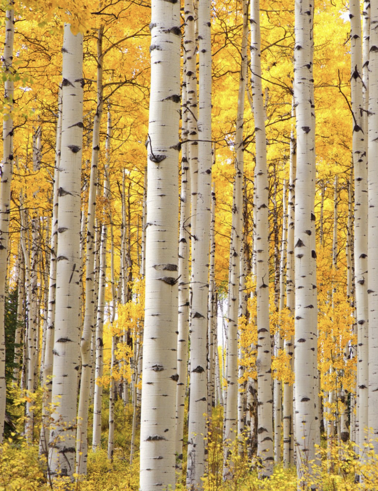 Aspen trees in autumn